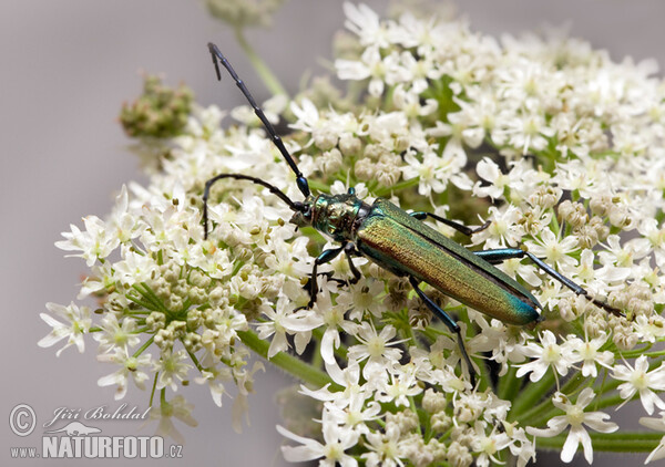 Musk Beetle (Aromia moschata)