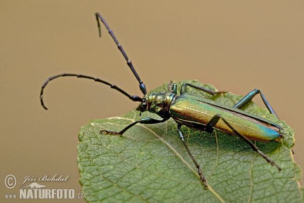 Musk Beetle (Aromia moschata)