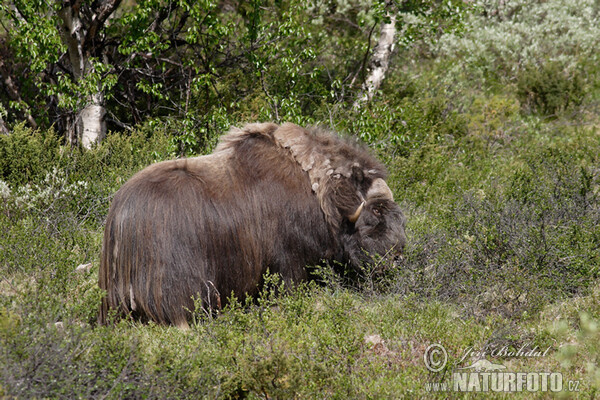 Muskox (Ovibos moschatus)