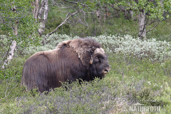 Muskox (Ovibos moschatus)