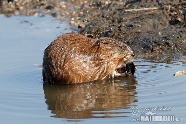 Muskusrat