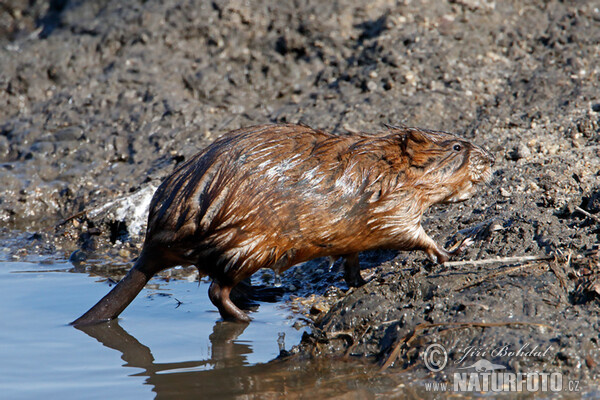 Muskusrat