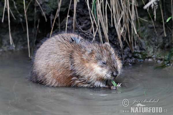 Muskusrat