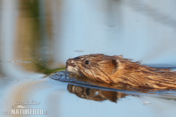 Muskusrat