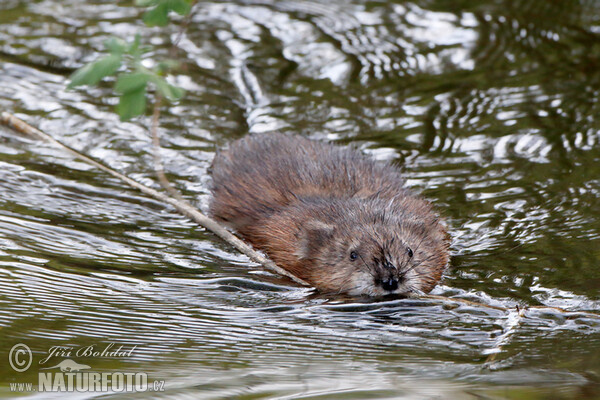 Muskusrat