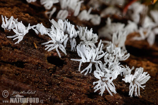 Mycetozoa Mushroom (Ceratiomyxa fruticulosa)