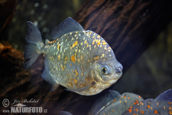 Myloplus rubripinnis