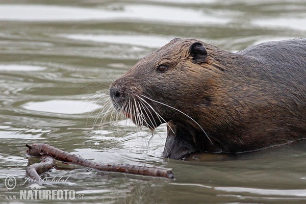 Myocastor coypus