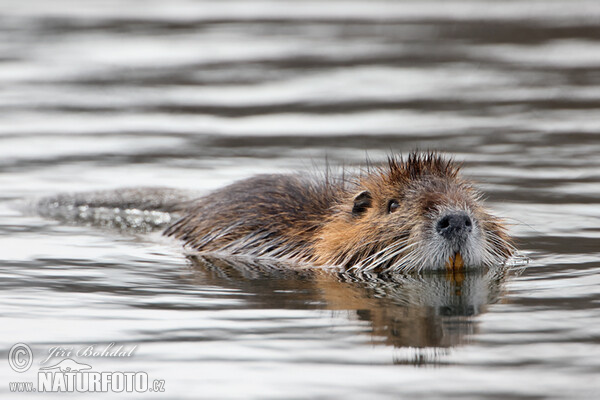 Myocastor coypus