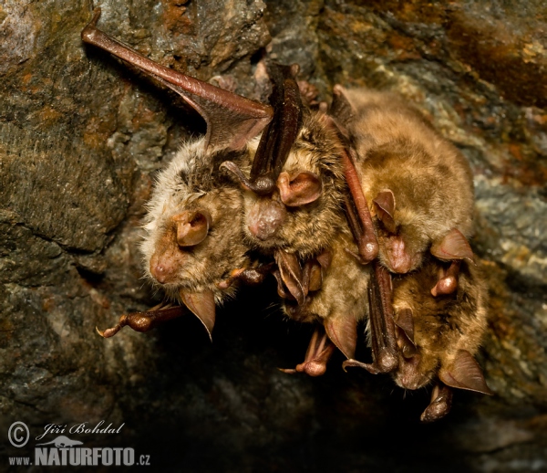 Myotis myotis