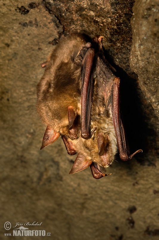 Myotis myotis