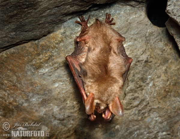 Myotis myotis