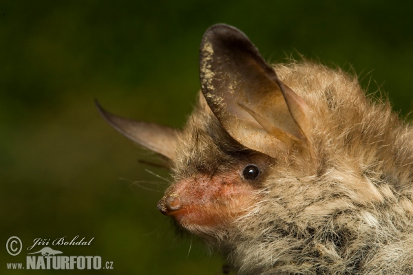 Myotis nattereri