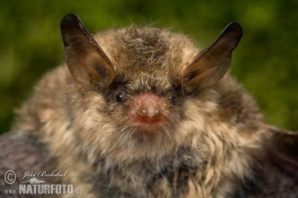 Myotis nattereri