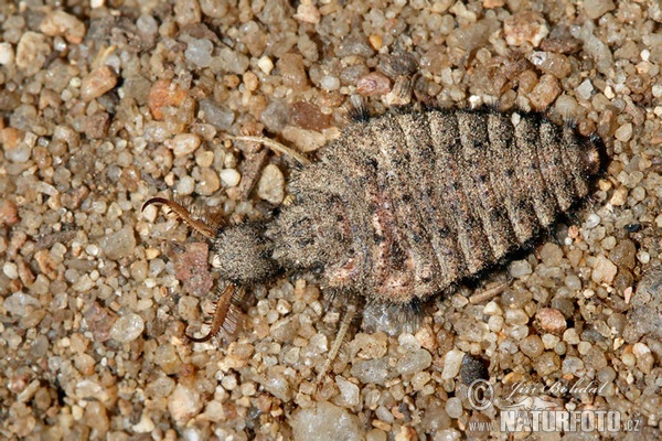 Myrmeleo sp.