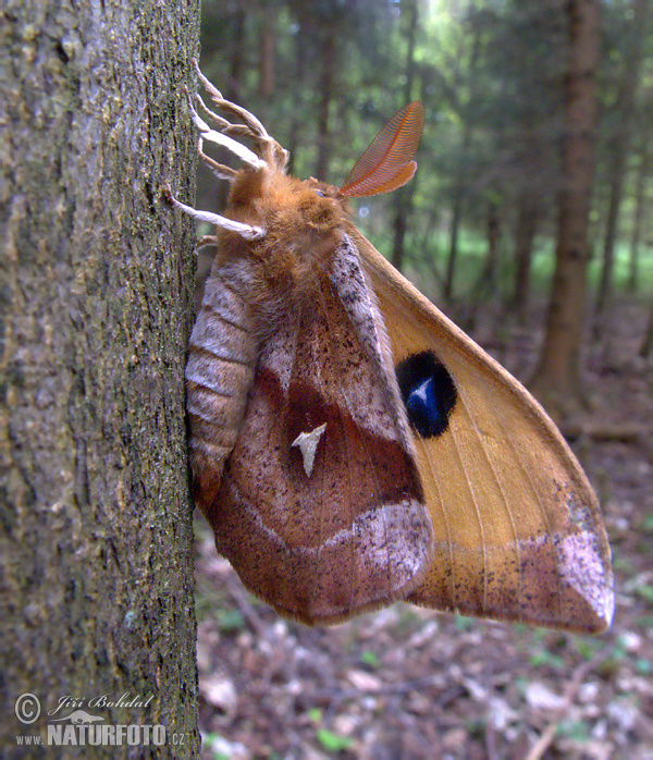 Naglespinner