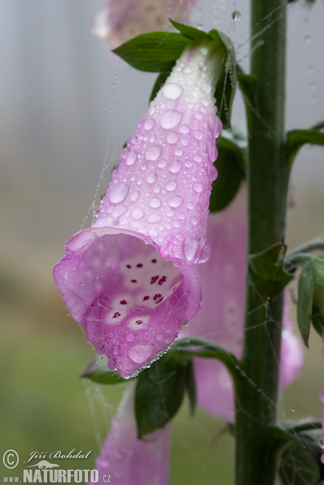 Naparstnica purpurowa