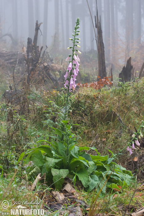 Naparstnica purpurowa