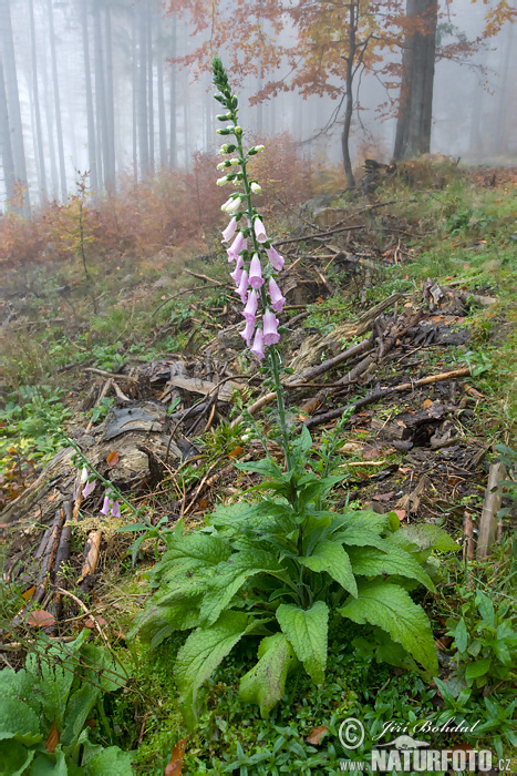 Naparstnica purpurowa