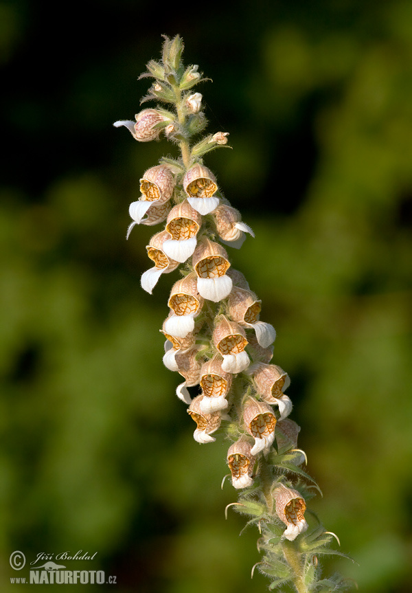 Naparstnica wełnista