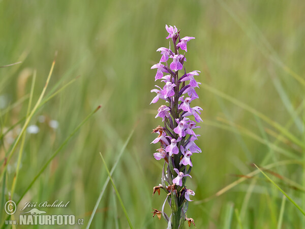 Narrow-leaved Marsh Orchid (Dactylorhiza traunsteineri)