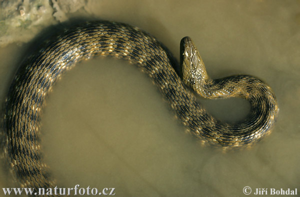 Natrix tessellata