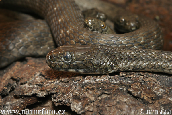 Natrix tessellata