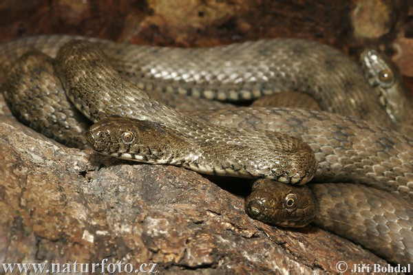 Natrix tessellata