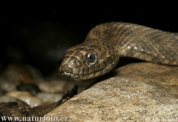 Natrix tessellata