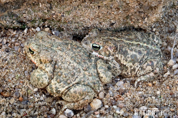 Natterjack Toad (Epidalea calamita)