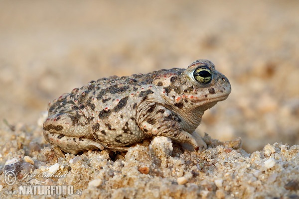 Natterjack Toad (Epidalea calamita)