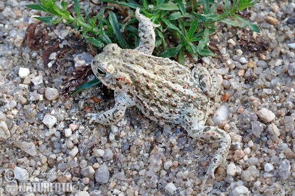 Natterjack Toad (Epidalea calamita)