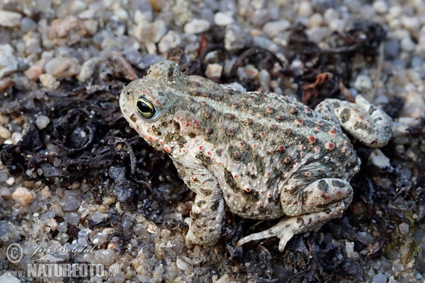 Natterjack Toad (Epidalea calamita)