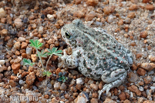 Natterjack Toad (Epidalea calamita)