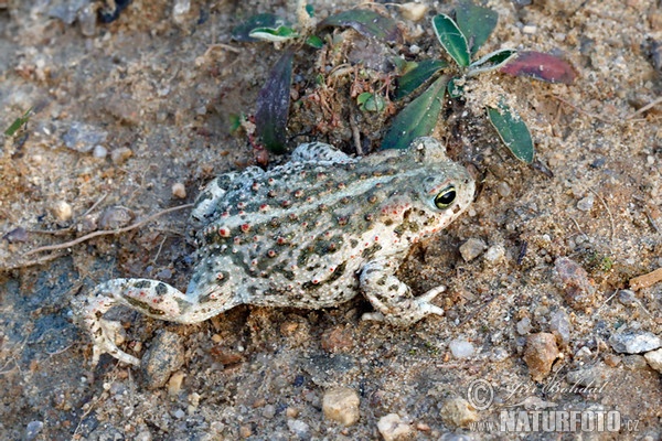Natterjack Toad (Epidalea calamita)
