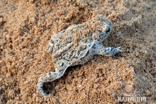 Natterjack Toad (Epidalea calamita)