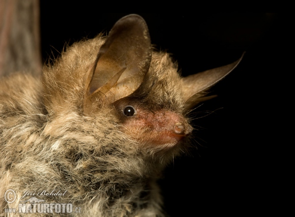 Natter's Bat (Myotis nattereri)