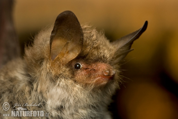 Natter's Bat (Myotis nattereri)