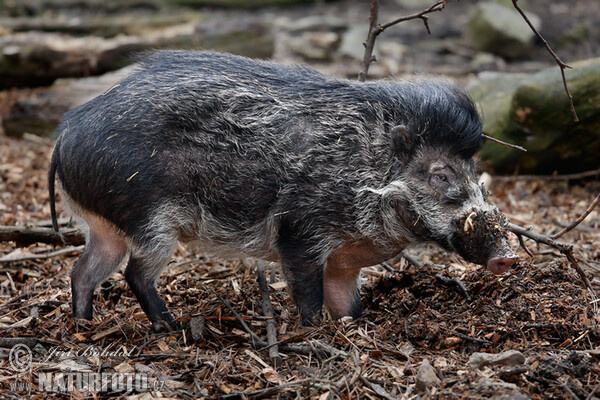 Negros Warty Pig (Sus cebifrons negrinus)