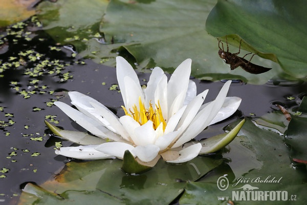 Nenúfar blanc