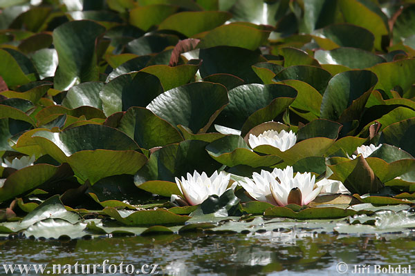 Nenúfar blanc