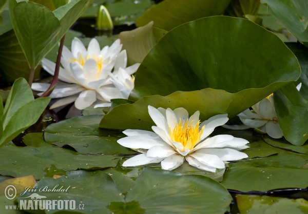 Nenúfar blanco