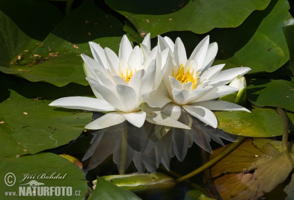 Nenúfar blanco