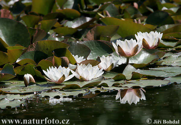 Nénuphar blanc