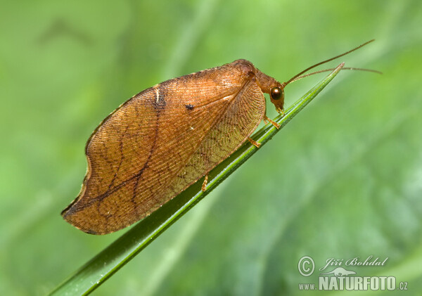 Net-winged Insect (Drepanepteryx phalaenoides)