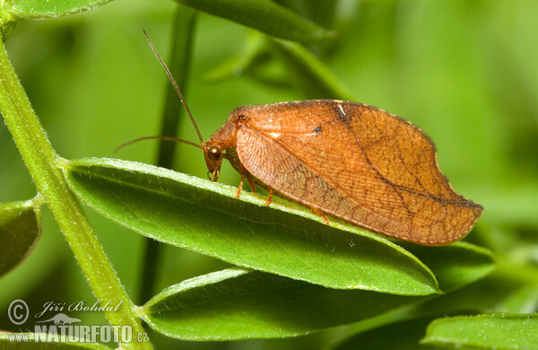 Net-winged Insect (Drepanepteryx phalaenoides)