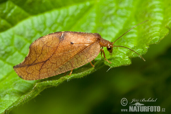 Net-winged Insect (Drepanepteryx phalaenoides)