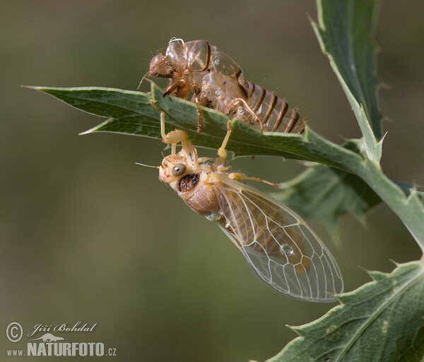 New Forest Cicada (Cicadetta montana)