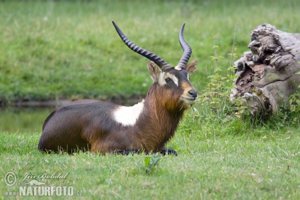 Nile Lechwe (Kobus megaceros)