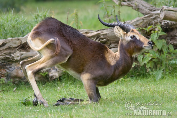 Nile Lechwe (Kobus megaceros)